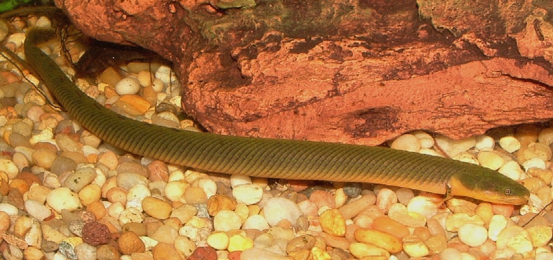 Каламоихт калабарский – ископаемая рыба-змея
