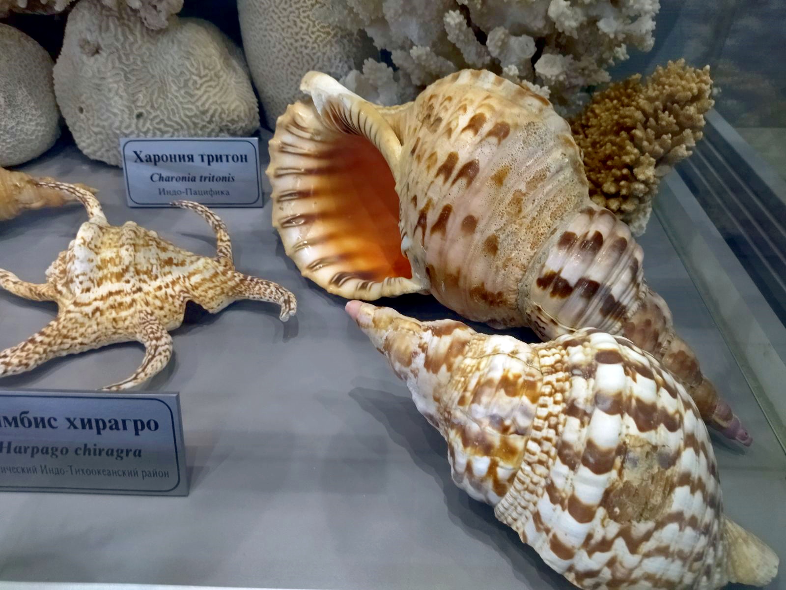 Часть 4. Раковины моллюсков - Севастопольский аквариум