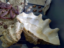 Севастопольский Аквариум принял в дар створку Tridacna squamosa.